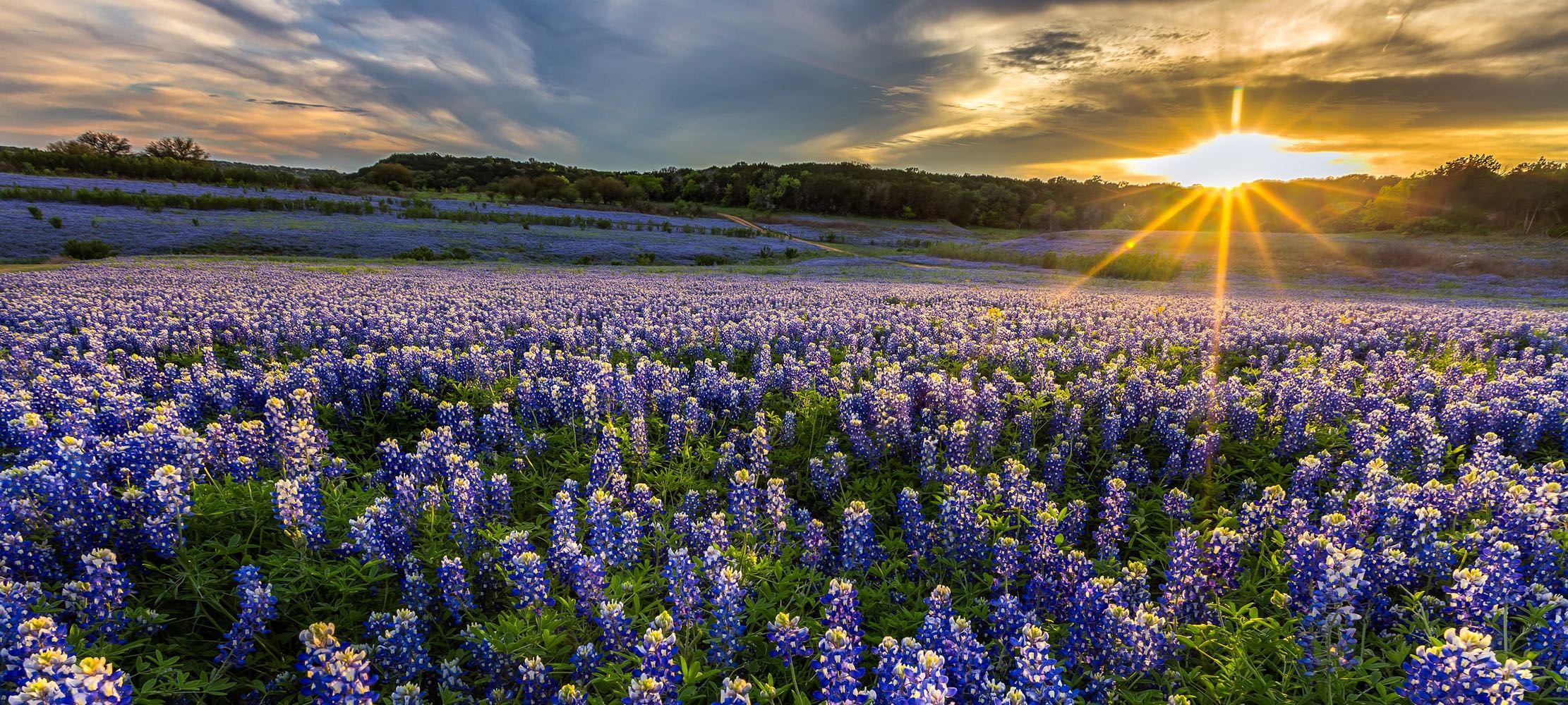 Field of Blue Bonnets at Sunset
