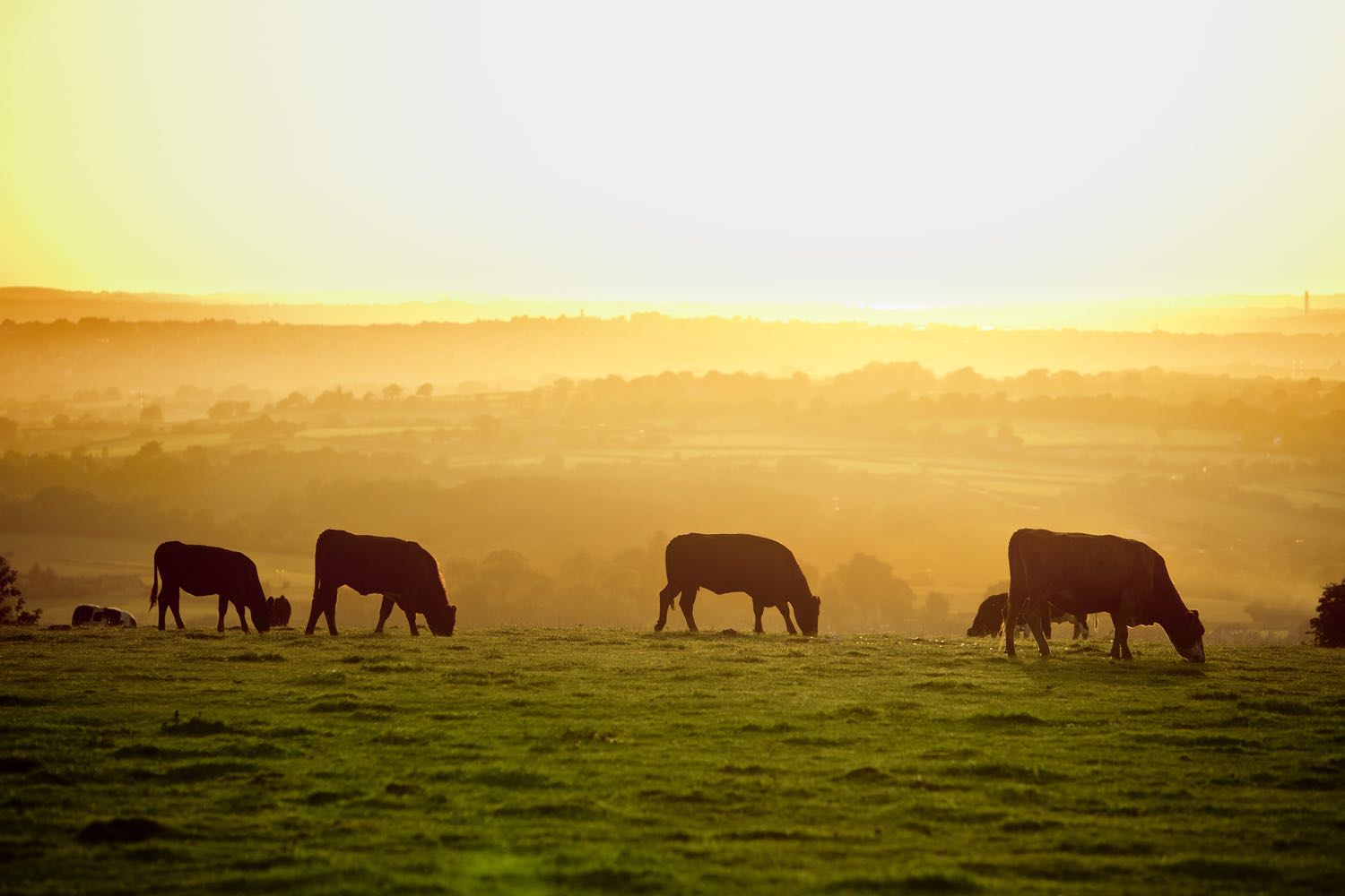 Cows in a Field at Sunset