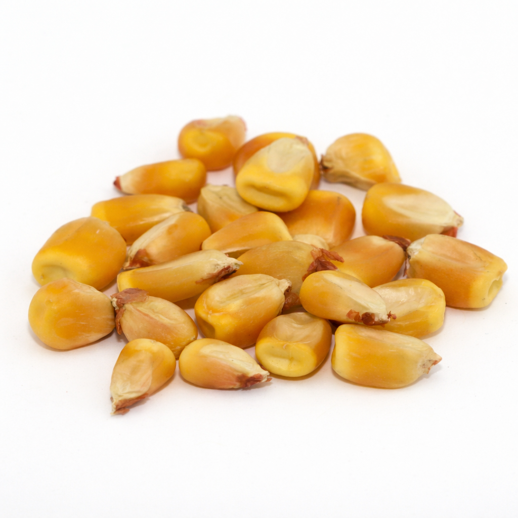 Reid’s Yellow Dent Corn Seed – 50 lb bag