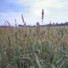 Japanese Millet