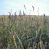 Japanese Millet