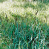 Japanese Millet