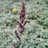 Japanese Millet