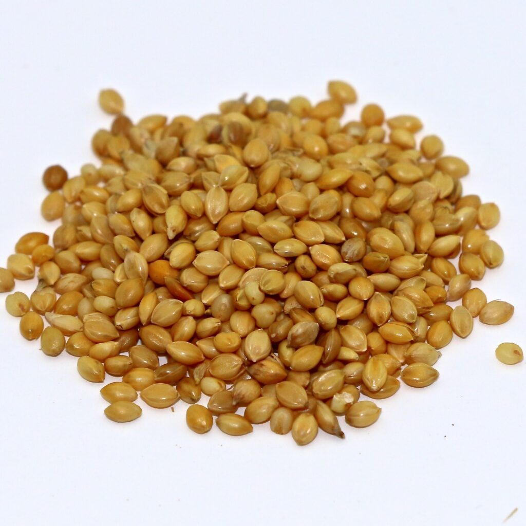 golden-german-foxtail-millet-50-lb-bag-mbs-seed