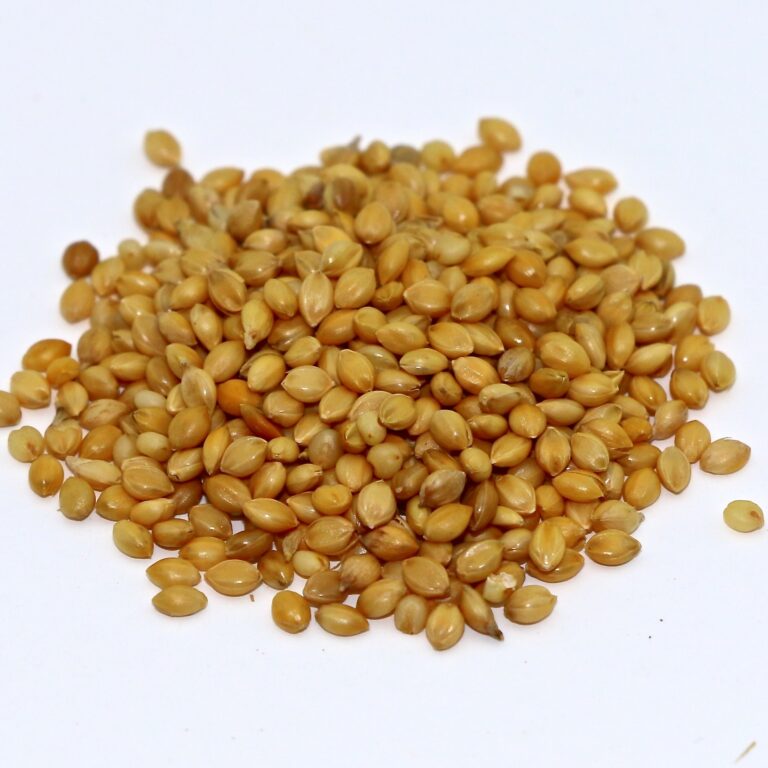 Golden German Foxtail Millet 50 lb bag MBS Seed
