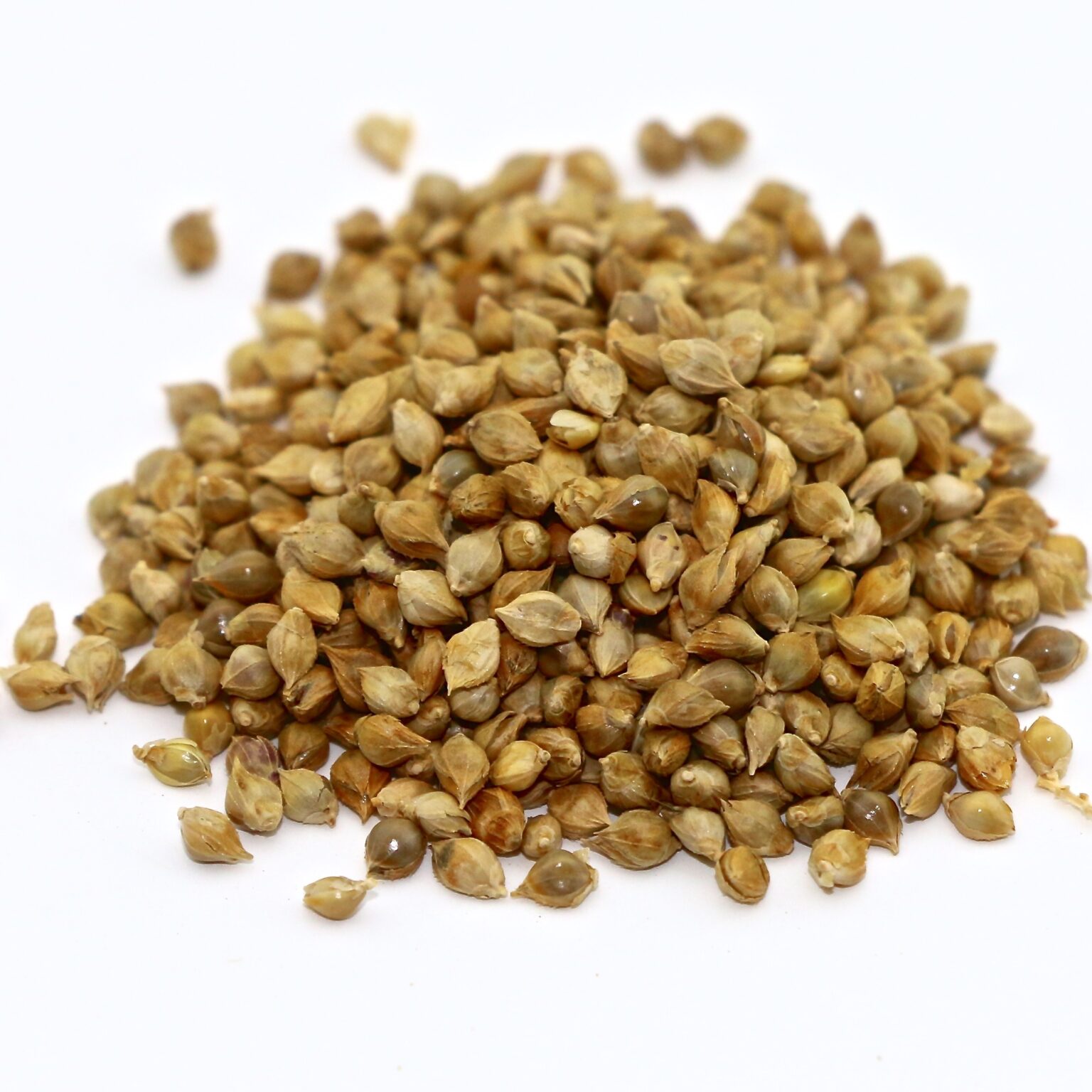 Golden German Foxtail Millet 50 lb bag MBS Seed