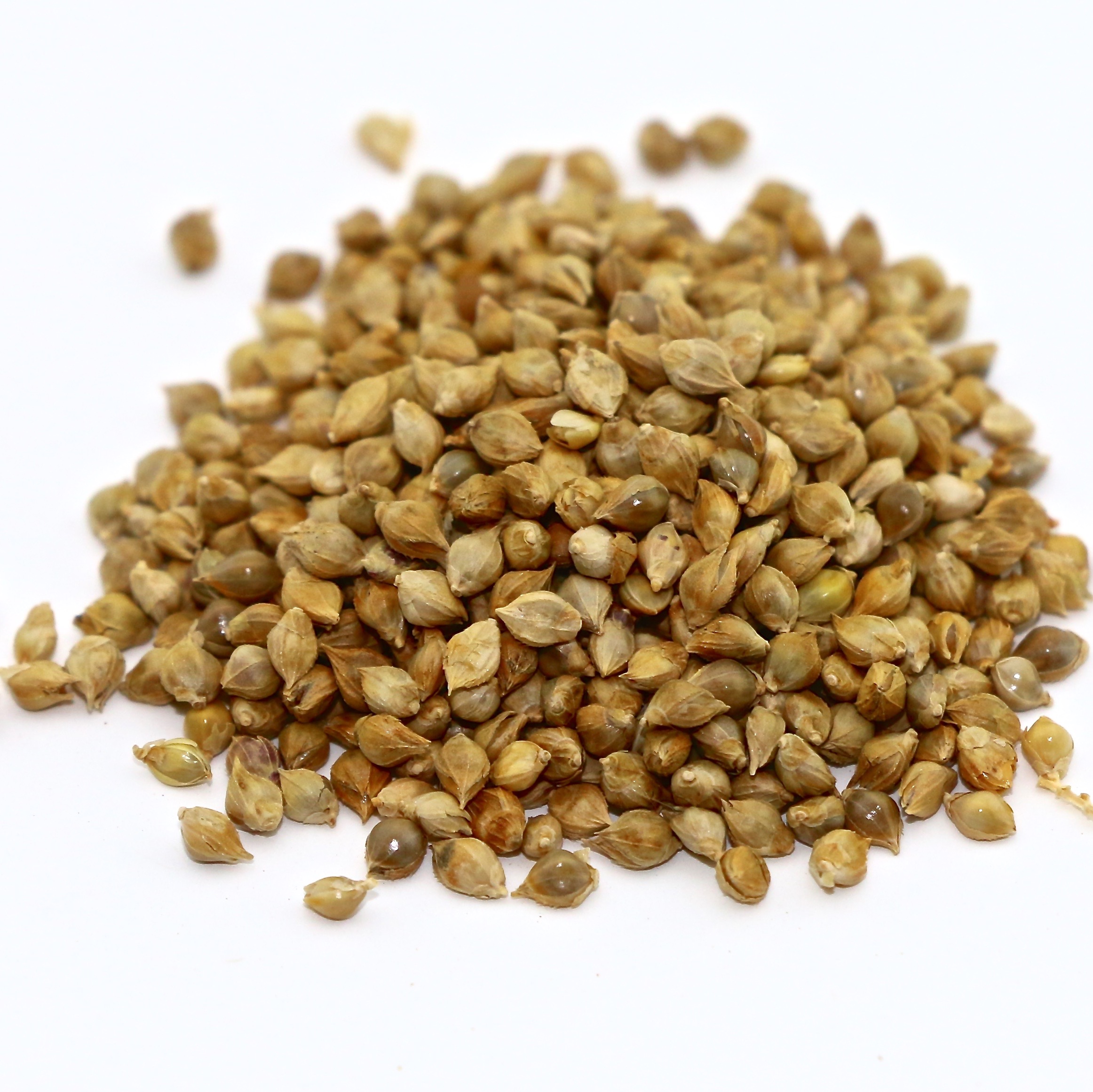25 Lbs. Japanese Millet Seed 