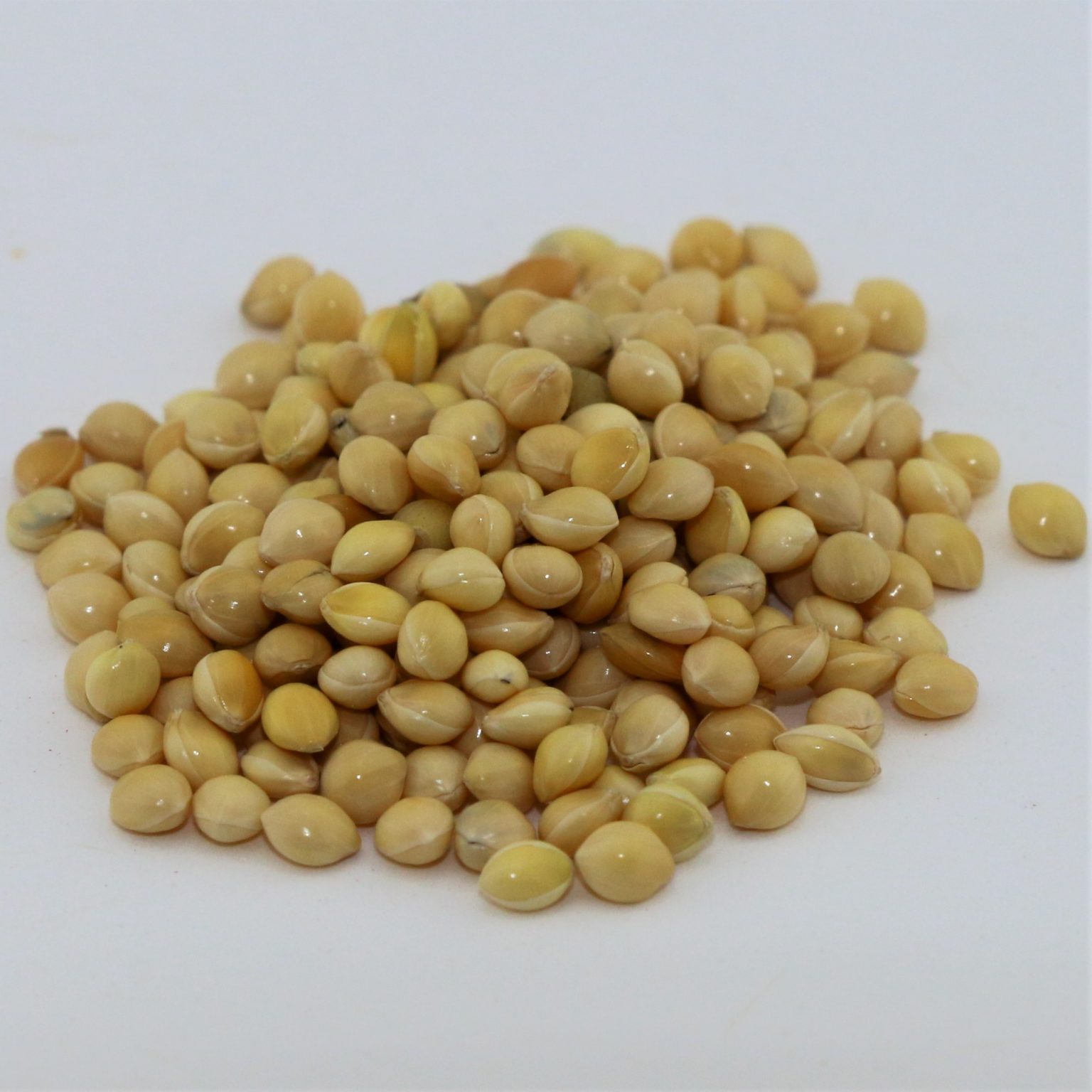 Browntop Millet 50 lb bag MBS Seed