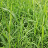 Horse Pasture Grass Mix