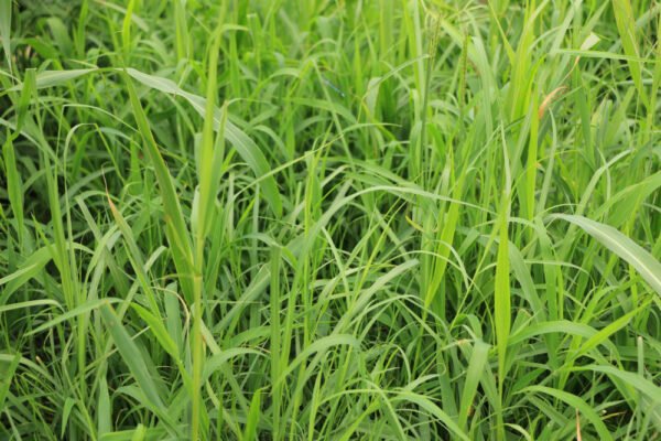 Horse Pasture Grass Mix