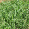 Tank Dam & Erosion Control Mix