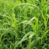 Tank Dam & Erosion Control Mix