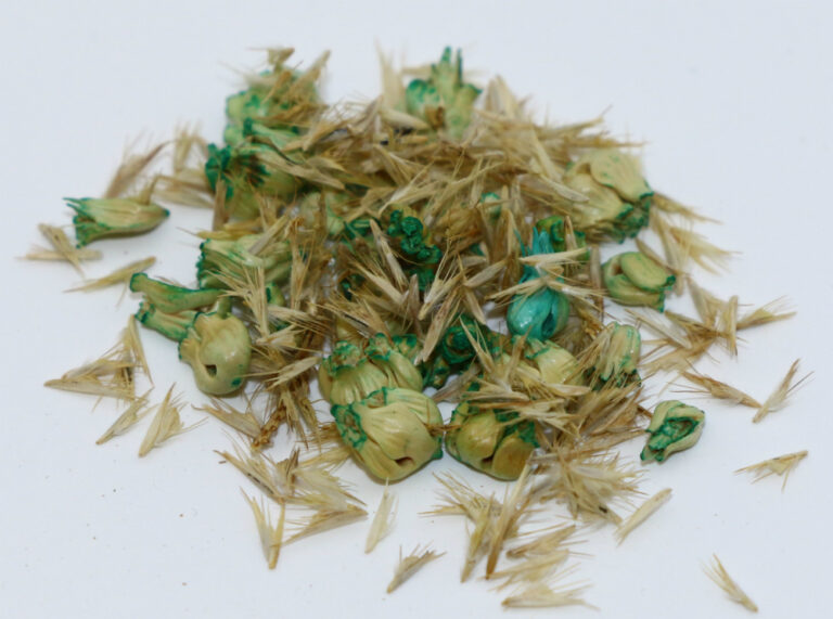 Native Lawn Grass Mix 1 lb bag MBS Seed