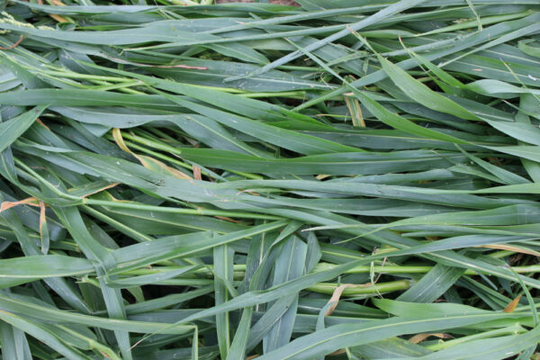 Fastgrass 5 Hybrid Sorghum Sudangrass
