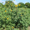 Native Sunflower - per lb-327