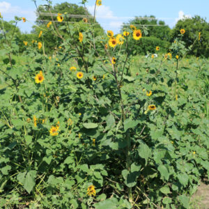 Native Sunflower – per lb