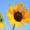 Native Sunflower - per lb-328