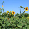Native Sunflower - per lb-326