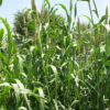 Hybrid Pearl Millet