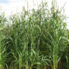Hybrid Pearl Millet