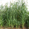 Hybrid Pearl Millet