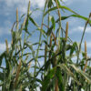 Hybrid Pearl Millet