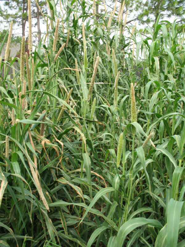 Hybrid Pearl Millet
