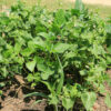 Spring Deer Blend a few weeks after planting