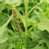 Japanese Millet