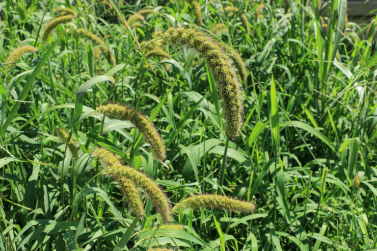 Golden German Foxtail Millet 50 lb bag MBS Seed