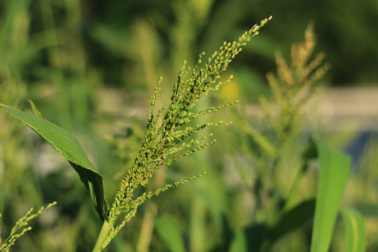 Browntop Millet 50 lb bag MBS Seed