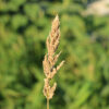 Japanese Millet