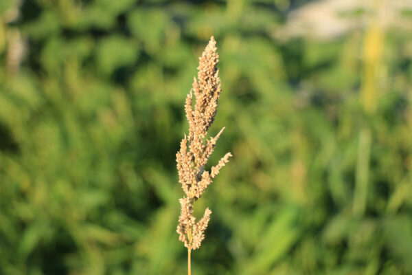 Japanese Millet