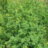 Yellow-blossomed Sweetclover