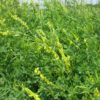 Yellow-blossomed Sweetclover