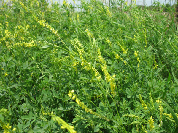 Yellow-blossomed Sweetclover