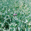 Austrian Winter Field Pea