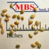 Pensacola Bahiagrass Seed