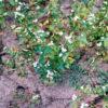 Buckwheat