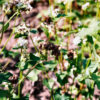 Buckwheat