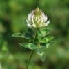Blackhawk Arrowleaf Clover