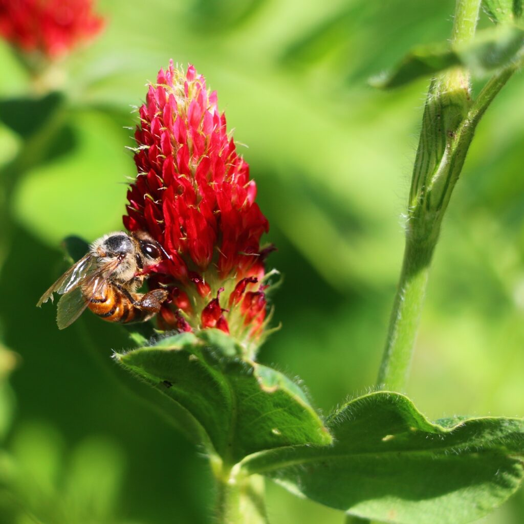 Laboratorio Di Coltura Di Tessuti Vegetali - Foto 8
