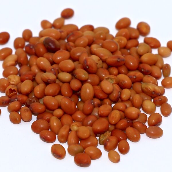 Dixie Crimson Clover seed (uncoated)