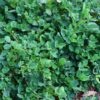 Yellow-blossomed Sweetclover