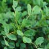 Yellow-blossomed Sweetclover