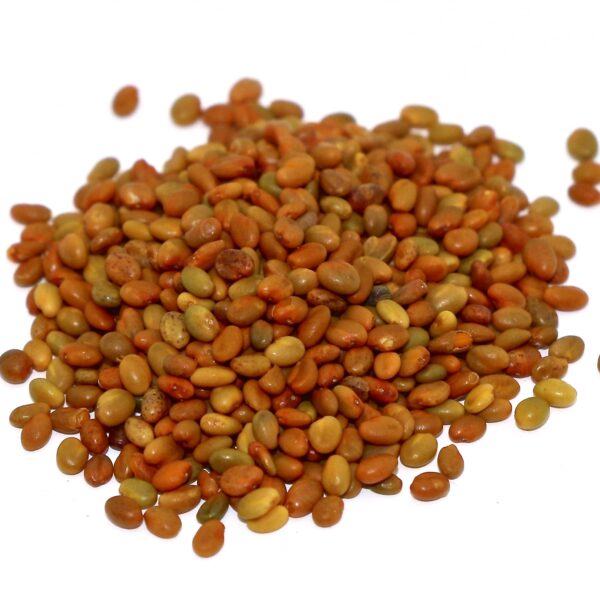 Yellow-blossomed Sweetclover seed (uncoated)