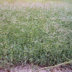 Common Bermudagrass, Unhulled – 50 lb bag