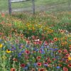 TexOkla Wildflower Mix, fall planted in North Texas