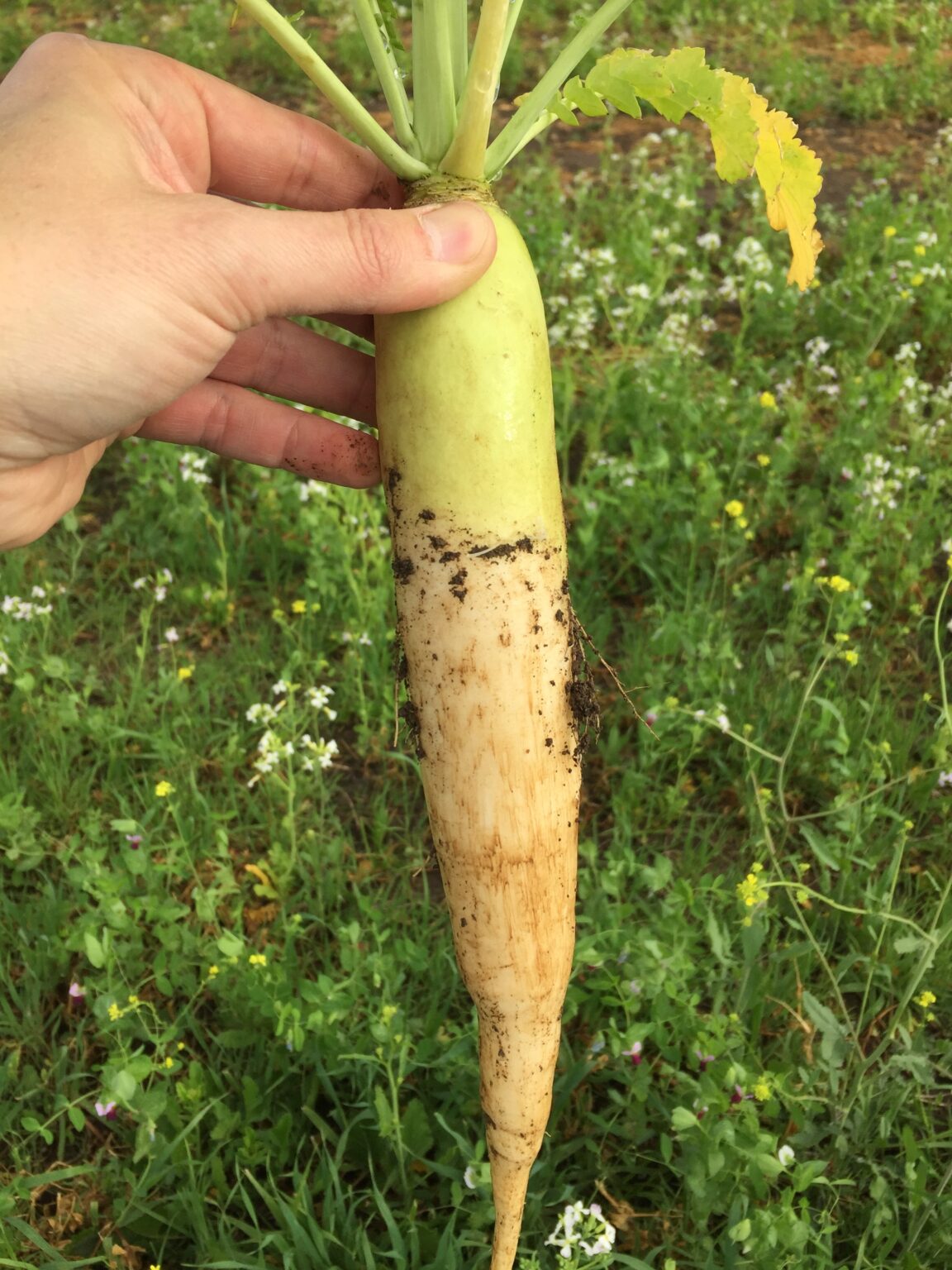 Daikon Radish 50 lb bag MBS Seed