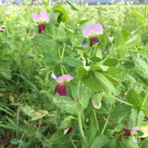 Pre-Inoculated Austrian Winter Field Peas 50 lb bag